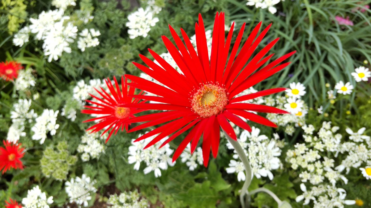 おはようございます🌻

ジブリ新作のネタバレ防止だけの為にTwitter閉じてましたが・・

先程お友達から盛大にネタバレLINE頂きましたのでTwitter開きましたꉂ🤣𐤔

あと半日で3連休の方も多いかな？🎶
本日もRTLOVE💗

宜しくお願い致しますꔛ🍀