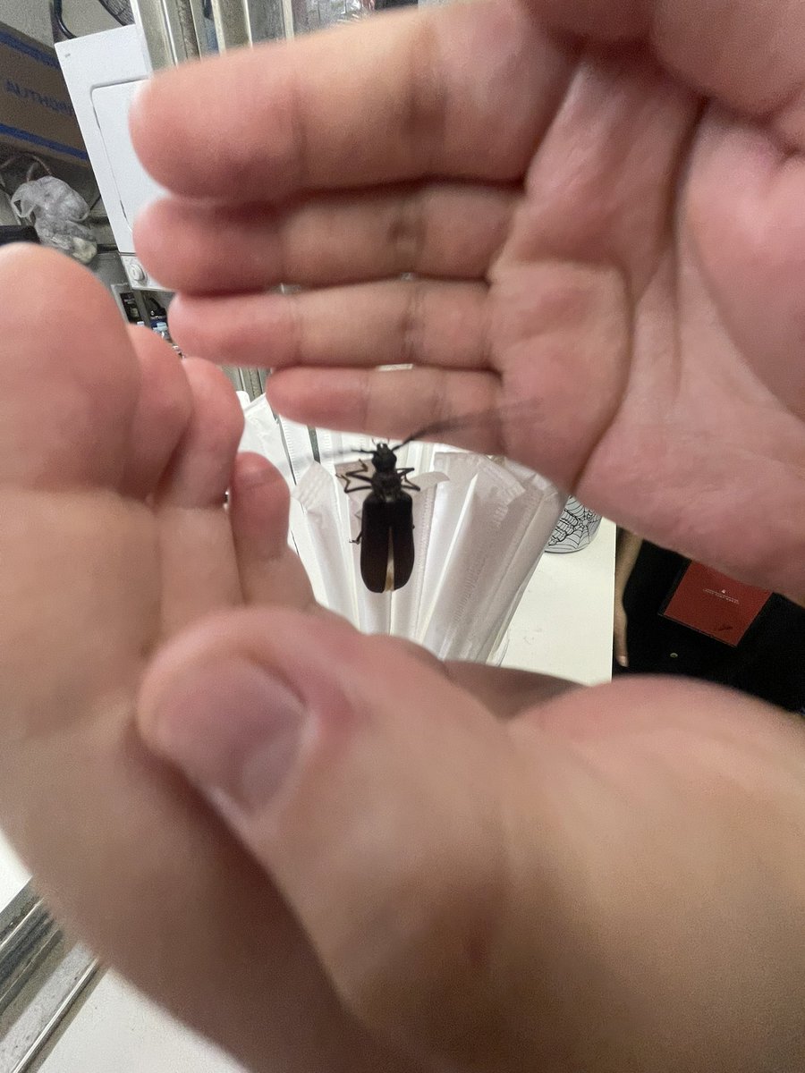 26KeepsStruging's tweet photo. cute bug !!! https://t.co/Vje2jONXiF