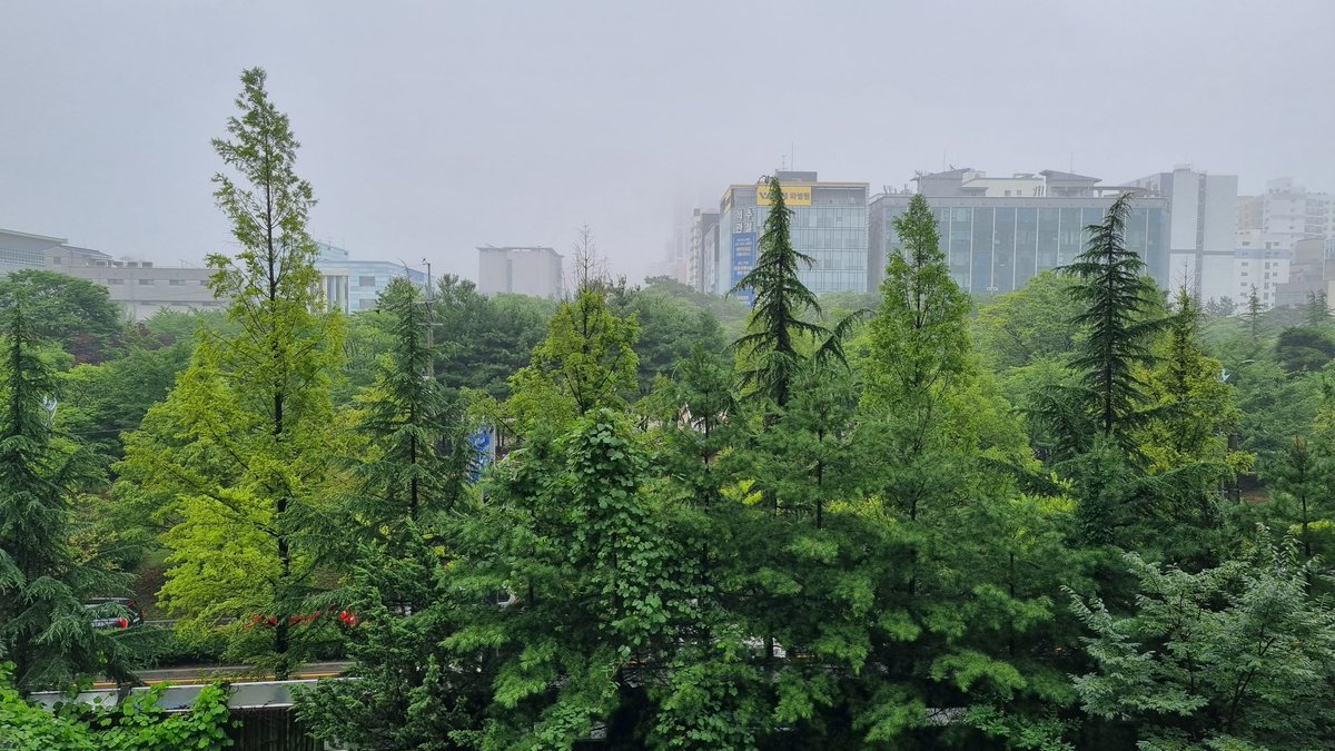 나뭇잎이 초록초록 비를 맞으며 더 싱그러워졌네요.^^