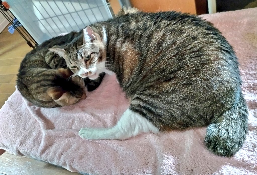 cocorone097's tweet photo. 闘病中のぽんちゃんの傍で優しくしてくれるサクラちゃん😻（実はぽんちゃんのスペシャルフードを狙ってることは🤫）頑張ってます！ぽんちゃん😺
#NPO法人日本アニマルケースワーカー協会チーム大分 https://t.co/ZYKni3Lwsw