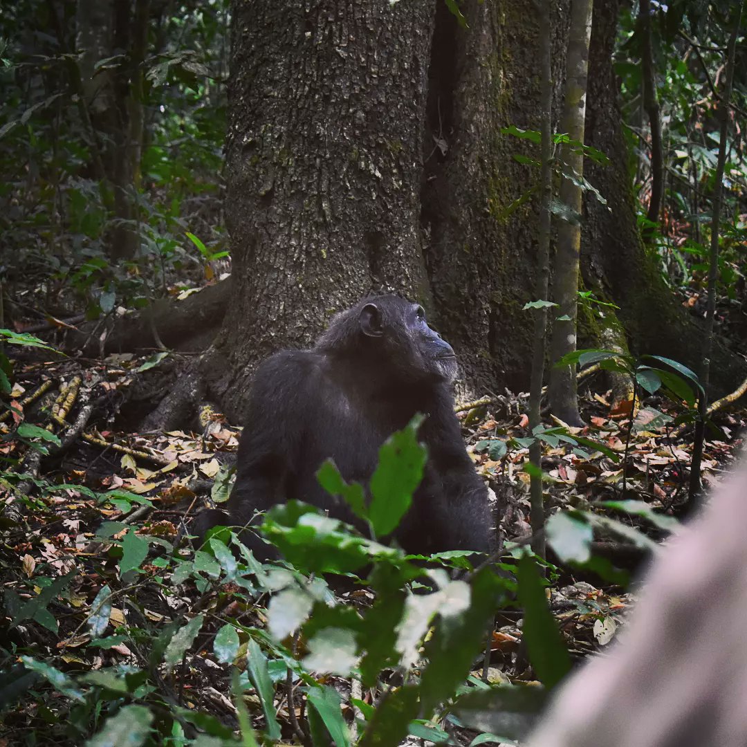 GazelleAfrica's tweet image. Chimps can recognize themselves in a mirror, just like humans? 
Let's celebrate our cousins today! 🐒🎉 
Happy #WorldChimpanzeeday

📸 Gerrit Brill
 
#ChimpLove #wildlife #Chimps #natgeo #chimpanzee #monkey #travel #photography #nature #naturephotography #zoo #chimptrekking