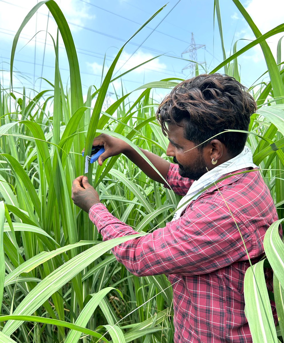 Narindernk786's tweet photo. In integrated organic farming, Tricho-cards are used, consisting of 20,000 eggs of Corcyra Cephalonica parasitized by Trichogramma Chilonis for seven days. These strips, stapled to sugarcane leaves, effectively control early shoot borers, promoting sustainable pest management. https://t.co/LZ2dioQ6Re