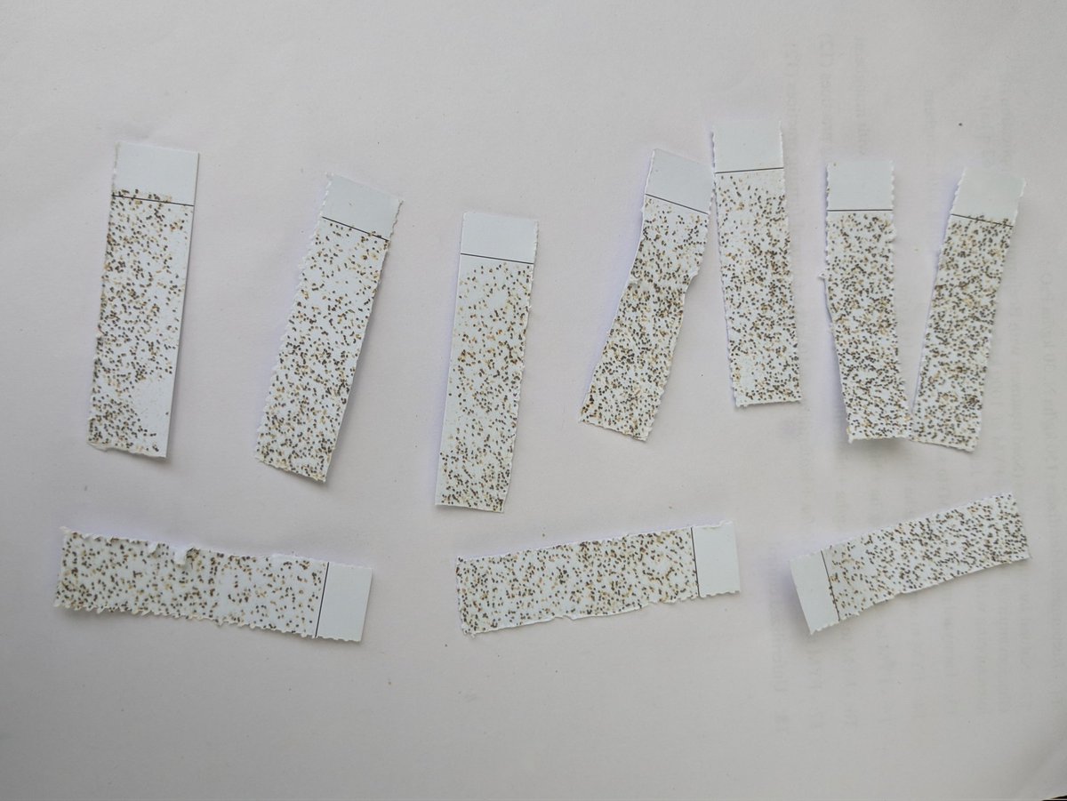 Narindernk786's tweet photo. In integrated organic farming, Tricho-cards are used, consisting of 20,000 eggs of Corcyra Cephalonica parasitized by Trichogramma Chilonis for seven days. These strips, stapled to sugarcane leaves, effectively control early shoot borers, promoting sustainable pest management. https://t.co/LZ2dioQ6Re