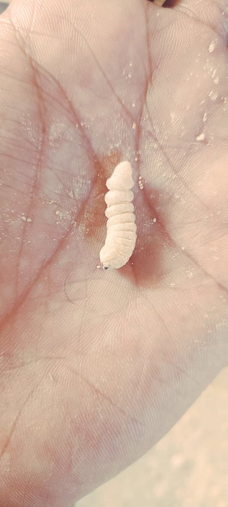 Muddassar3087's tweet photo. Larve ( woodworm or grubs) of wood borer (beetl) and adult form after one month https://t.co/hXG9WWXQtT
