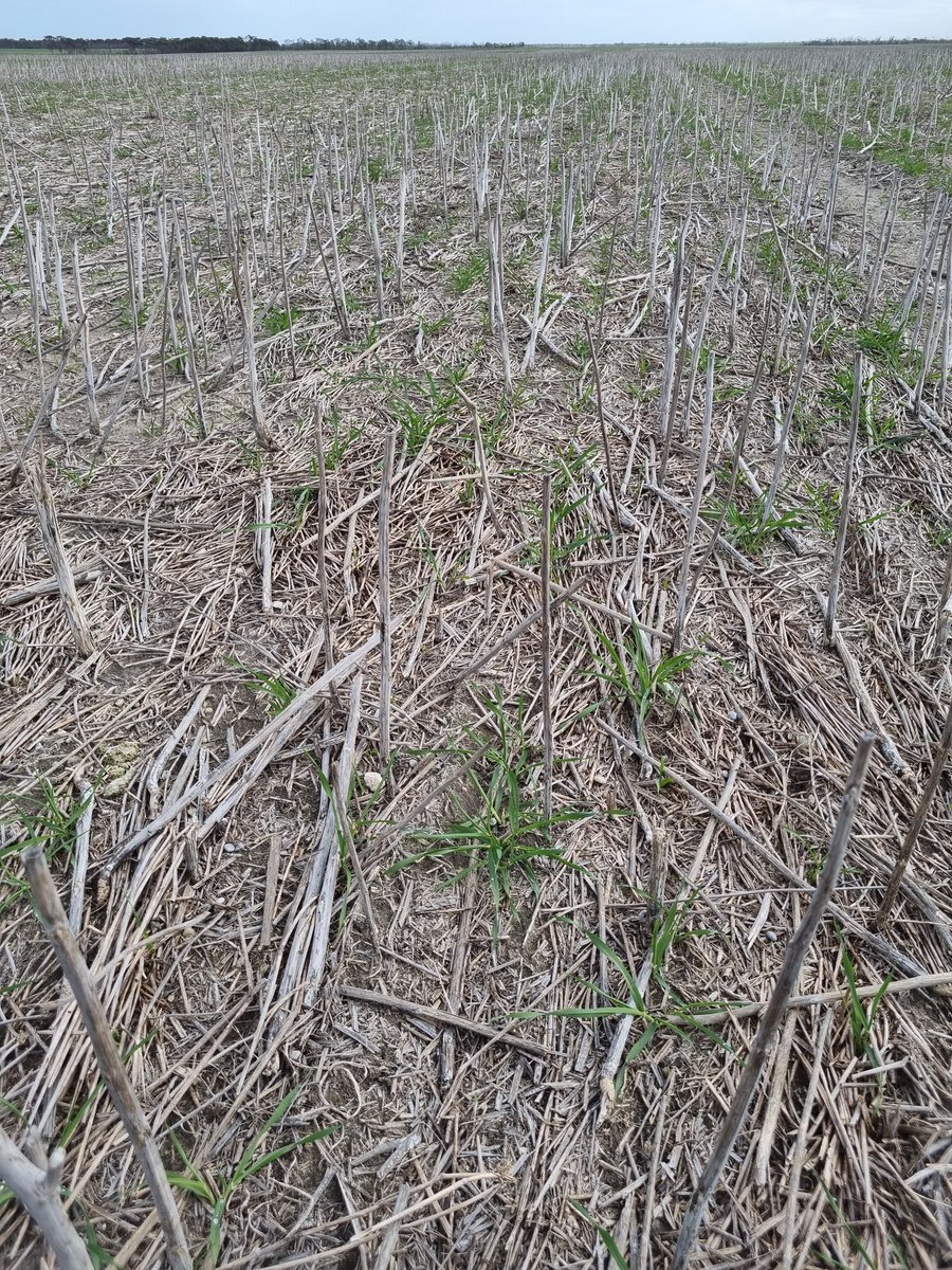 Rough establishment trying to bulk up 'combat' barley. 
Putting it down too prosulf/metolachlor washing into furrow. Anyone else had simular this season? <a href="/SEPWA_ag/">SEPWA</a>