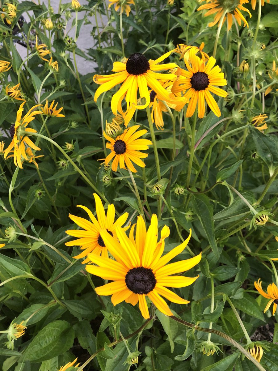 JonLH's tweet image. Yellow flowers in the front yard. #flowers #frontyard #jonlh #jonathanlhall