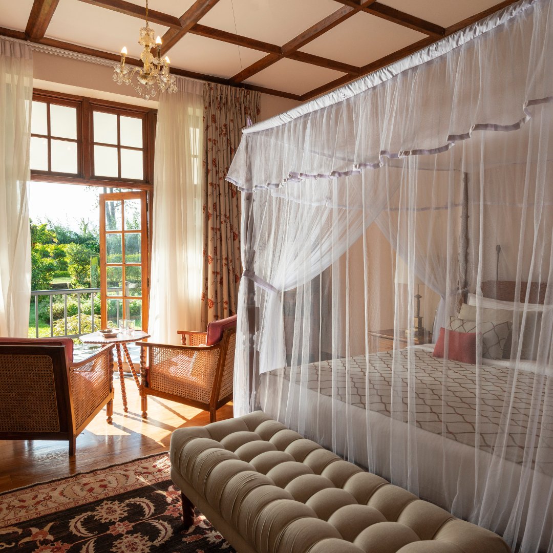 Resplendent Ceylon tweet media