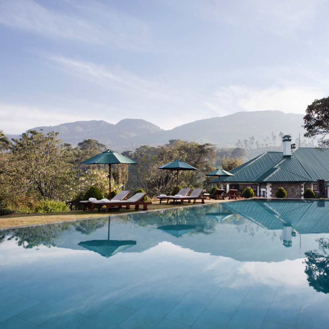 Resplendent Ceylon tweet media