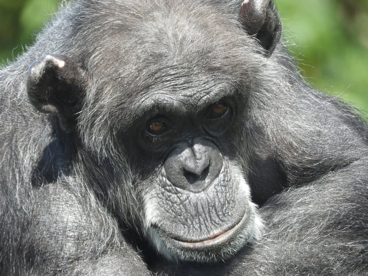 WelshMountainZo's tweet photo. π΅ It's World Chimpanzee Day! π΅
π Come along to learn all about these primates at our Chimpanzee species talk, today at 11:30am!
#WorldChimpanzeeDay #OurPrimates #Chimpanzees #Conservation #WelshMountainZoo #NationalZooOfWales https://t.co/IuhMTxePVp