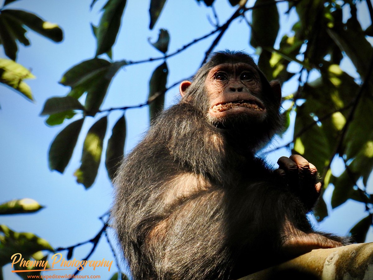 Happy world #Chimpanzee day. 
For your inquiries and bookings👇👇
info@expeditewildlifetours.com
WhatsApp: +256788649334
expeditewildlifetours.com

 #WorldChimpanzeeDay #safariphotography #bbcearth #wildlifeconservation #primates #mountaingorillas #travel #visituganda #bbcafrica