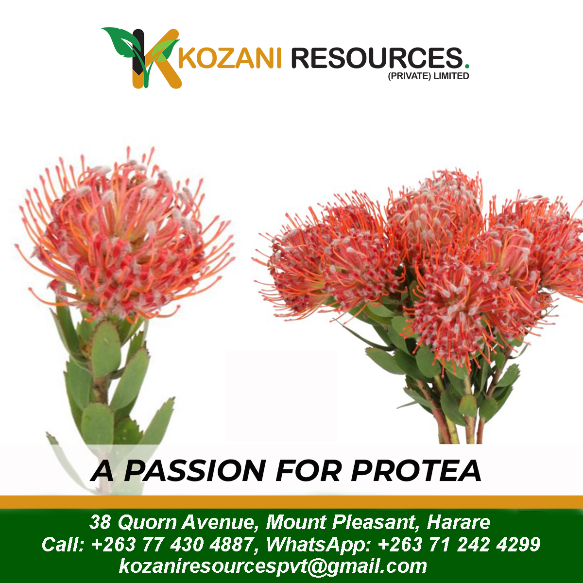 KozaniResources's tweet photo. The flower that says "I love you" in a thousand different ways
Order yours now!! Call: +263 77 430 4887, WhatsApp: +263 71 242 4299 
#ProteaFlower 
#Love https://t.co/zjvXgYln3J