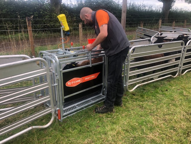 ritchieAgri's tweet image. Morning weighing made easy with the DraftPro and TruTest unit.

Find out more here: ow.ly/YBxS50P7pxt

#RitchieAgri #DraftPro #SheepFarming