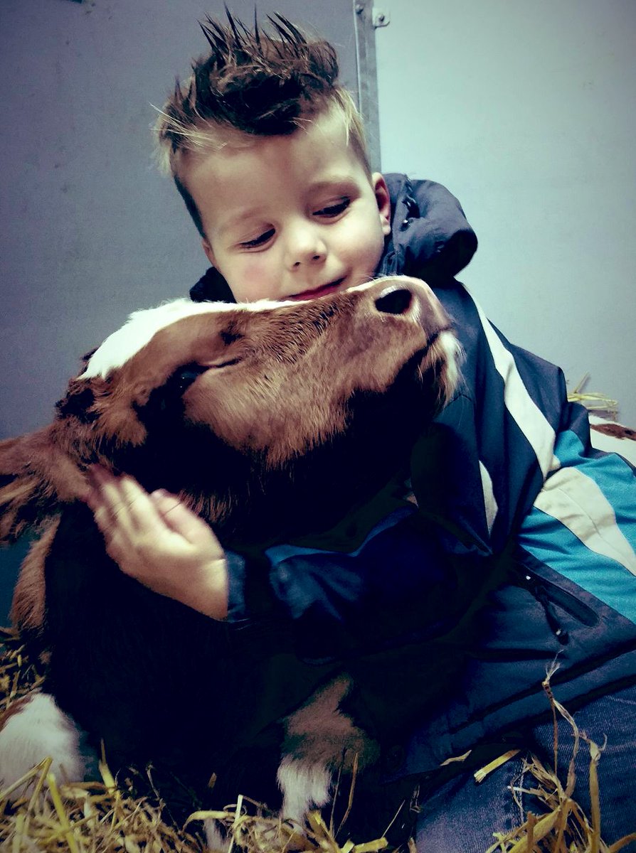 Geertjan_Oxe's tweet photo. Goedemorgen lieve mensen!

#TweetEenKoe, in dit geval een kalfje

Op onze boerderij behandelen wij onze dieren met zorg en liefde ❤️

Dit proberen wij ook aan onze kinderen mee te geven

En ja, wij werken met dieren en uiteindelijk gaan ze naar slacht

Maar altijd respect vh dier https://t.co/ODiJKVgu0j
