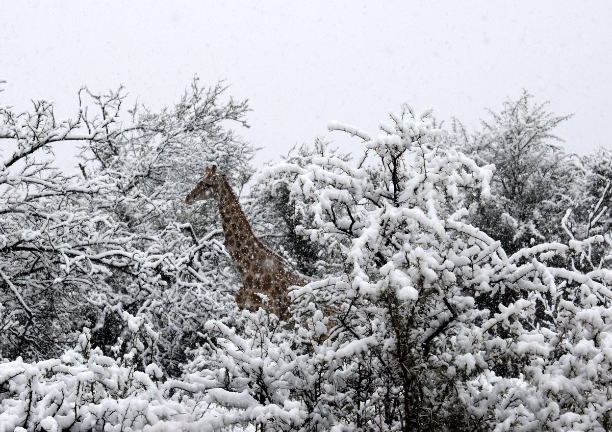 Spot the spotted giraffe. Another cold southern winter morning, and this week's snowfall in South Africa fell on all nature's creations equally. 
To all of us down south, keep warm - to our friends up north, stay cool this fine Friday. https://t.co/aZUxfzLmYs