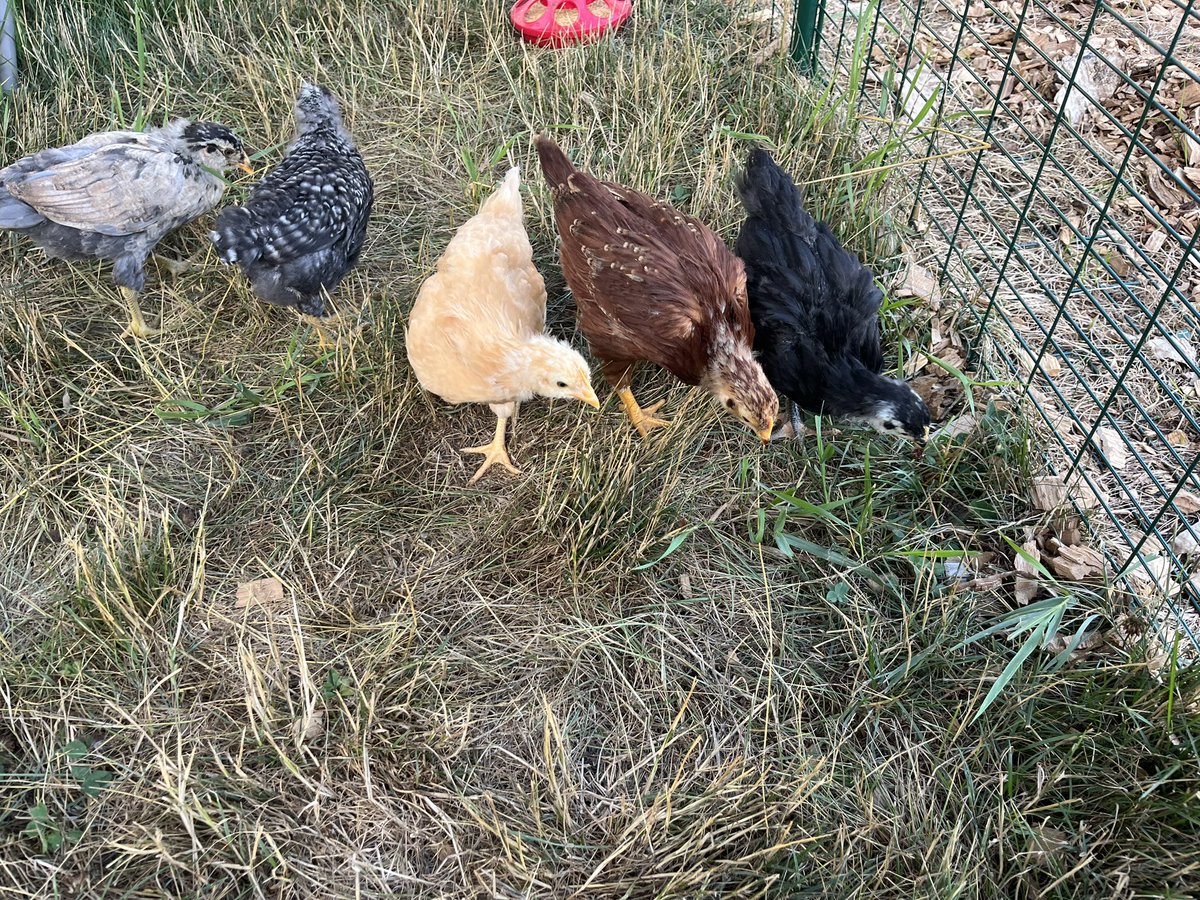 martinmike's tweet photo. Chickens took a field trip to check out the coop. https://t.co/fAgYnoIl9f
