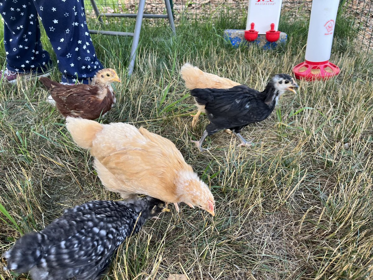 martinmike's tweet photo. Chickens took a field trip to check out the coop. https://t.co/fAgYnoIl9f