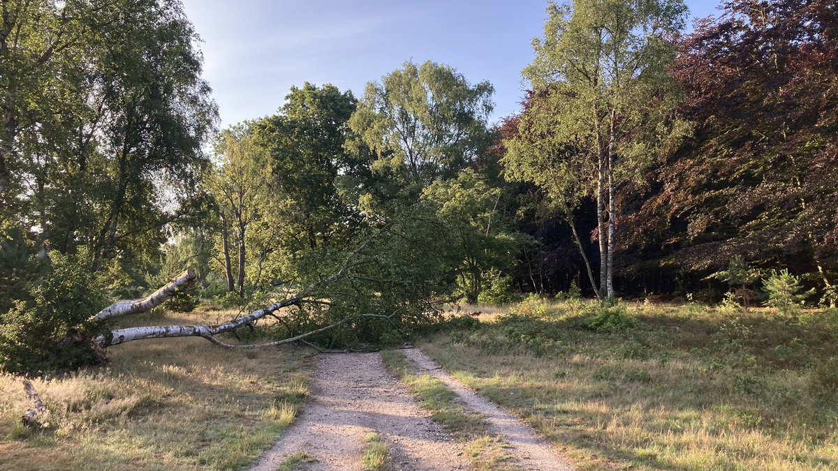 Een verrassing van zomerstorm Poly? Rondje hardlopen over Hoorneboegse Heide.