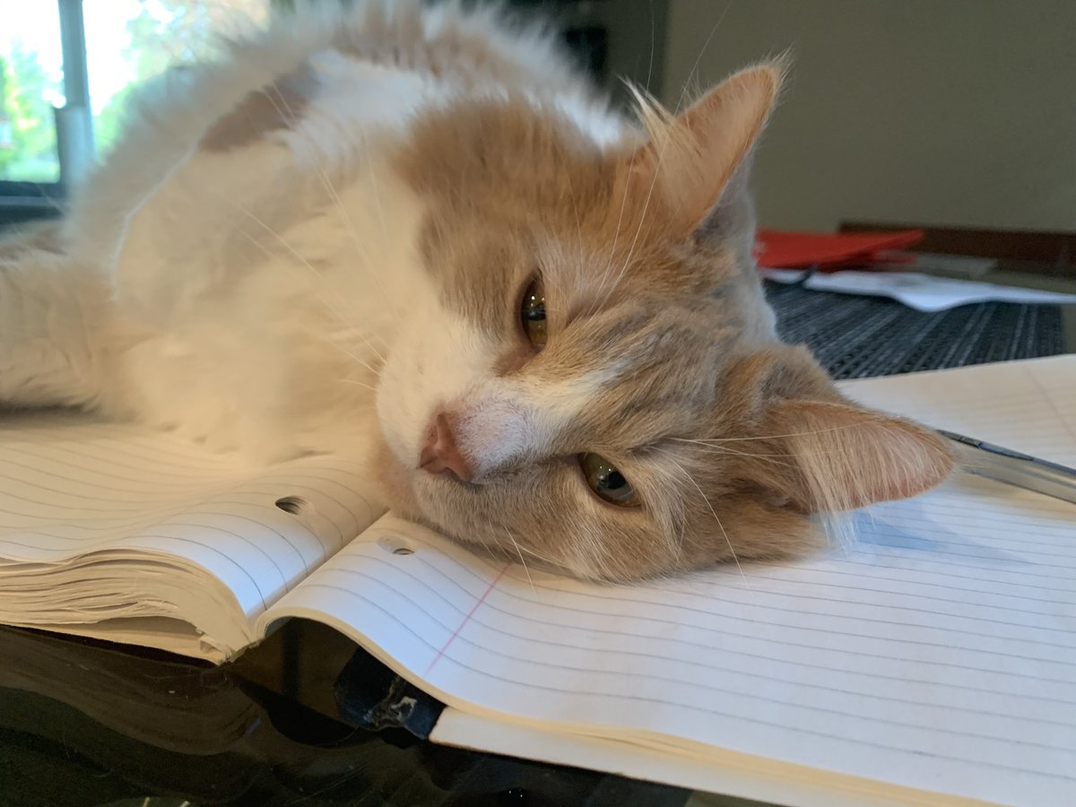 JimWebberLOL's tweet photo. @ShouldHaveCat https://t.co/d3HM5XDi9i