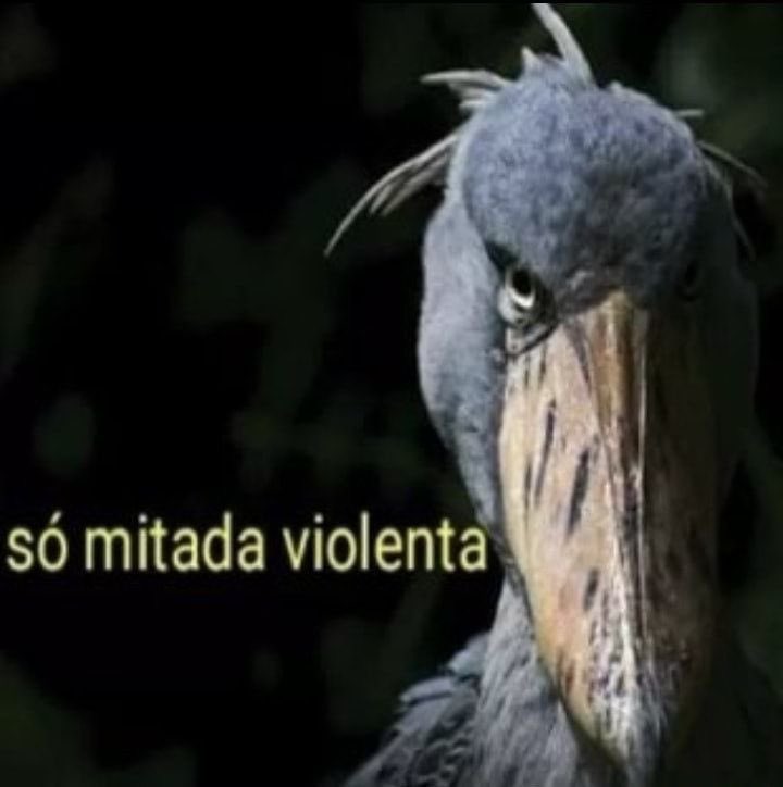 ; (@picaterrorista) on Twitter photo 
