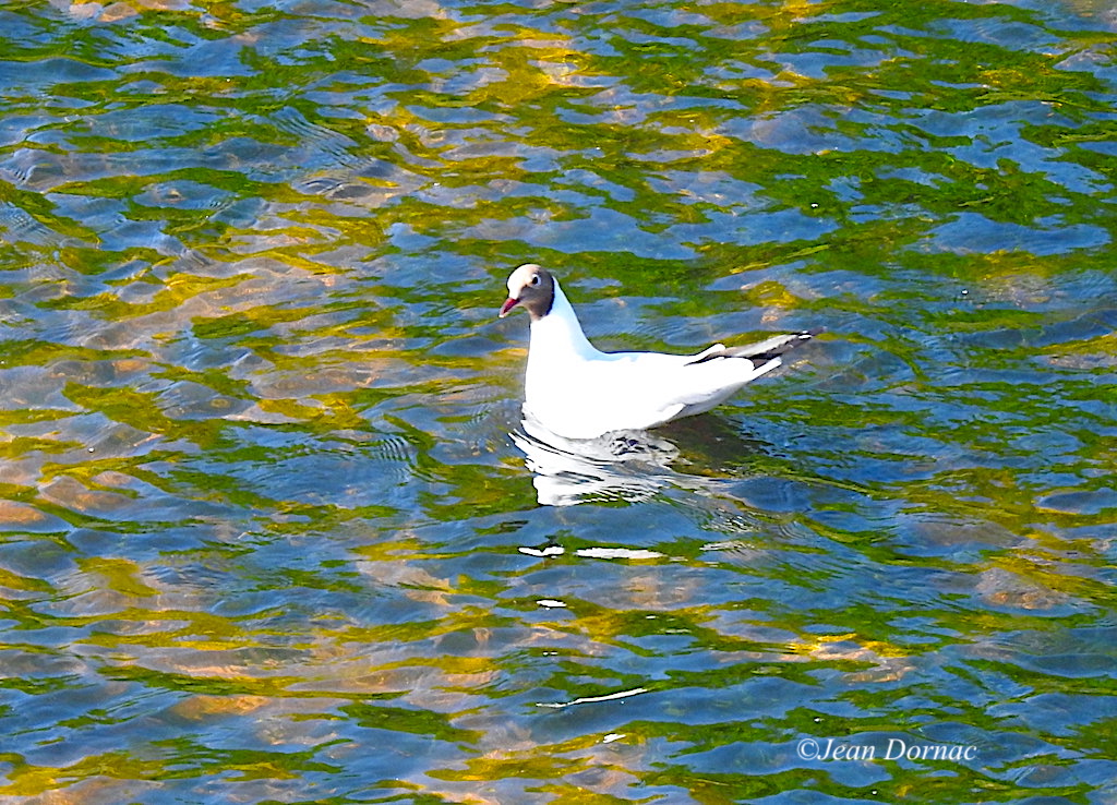 JeanDornac's tweet photo. Certes nous sommes loin d’Annecy, mais avouez que cette mouette rieuse a bien de la chance de flotter sur une eau aussi limpide... #loin #Annecy #mouette #rieuse #chance #flotter #eau #limpide #léguer #Lannion #CôteArmor #Bretagne #France https://t.co/QtpERxuKZc