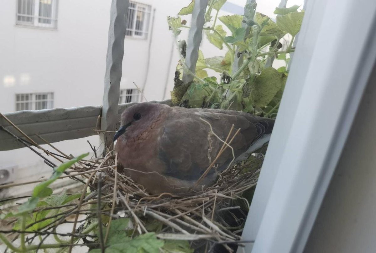 FengLingkaiSPIC's tweet photo. Look! Every morning, I am awakened by the sounds outside. When I open the window, I see a little bird that has made itself a comfortable home on the window of my dormitory. That's when I embarked on my mission to feed it. https://t.co/tSl6Uv9fzs