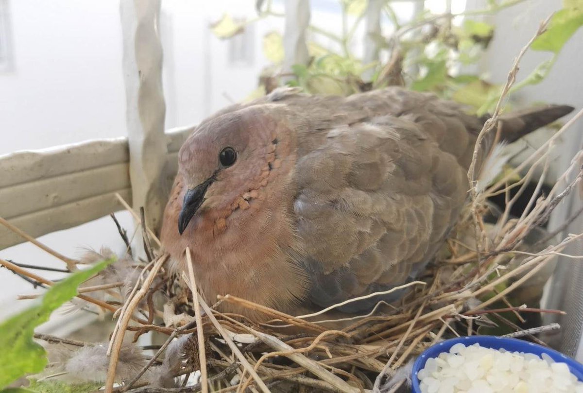 FengLingkaiSPIC's tweet photo. Look! Every morning, I am awakened by the sounds outside. When I open the window, I see a little bird that has made itself a comfortable home on the window of my dormitory. That's when I embarked on my mission to feed it. https://t.co/tSl6Uv9fzs