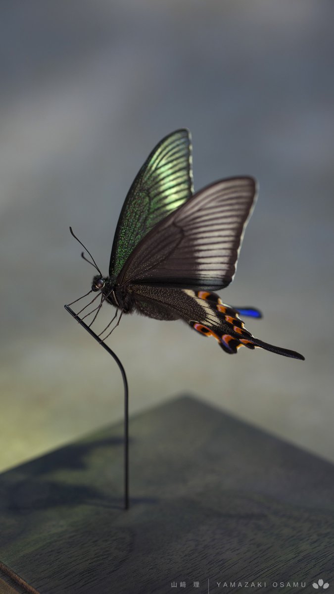 完成間近。 #立体標本 #ライブ標本