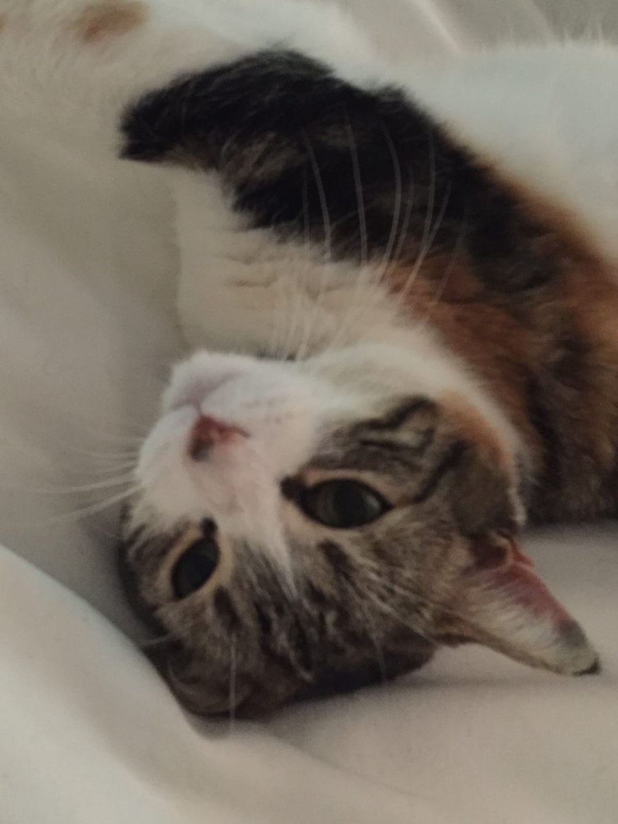 TracyRandall67's tweet photo. @OwainWynEvans Maisie will only eat Applause Tuna, if it has prawns or anything else in it, she will leave them. The amount of food we have given away to other cats in the village 😁 Now she only eats one flavoured dry biscuits too. But she is so adorable 🐈 https://t.co/OP4LR8h6Au