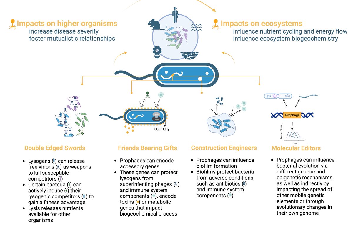 CCWendling's tweet image. New Paper - Can prophages influence higher order interactions or even entire global biogeochemical processes? Here I summarized recent findings on this topic -authors.elsevier.com/a/1hPpr8jbphpD…