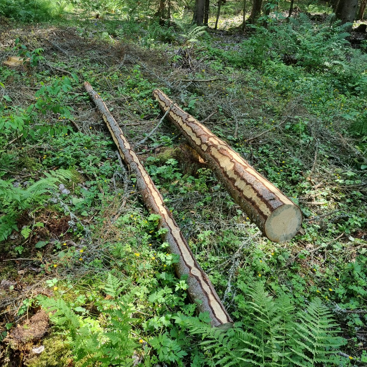 kokkju8's tweet photo. Kokonaan aisatuista kuusen rungoista (moottorisahalla) eivät kaarnakuoriaiset enää karkaile! Aisaus 3 sivulta aikaisin keväällä voi riittää kirjanpainajalle, mutta havutikaskuoriaiselle osittain aisatut rungot kelpaavat myöhemminkin.  #MetuKKa #HiilestäKiinni https://t.co/W8v9j2fjOY
