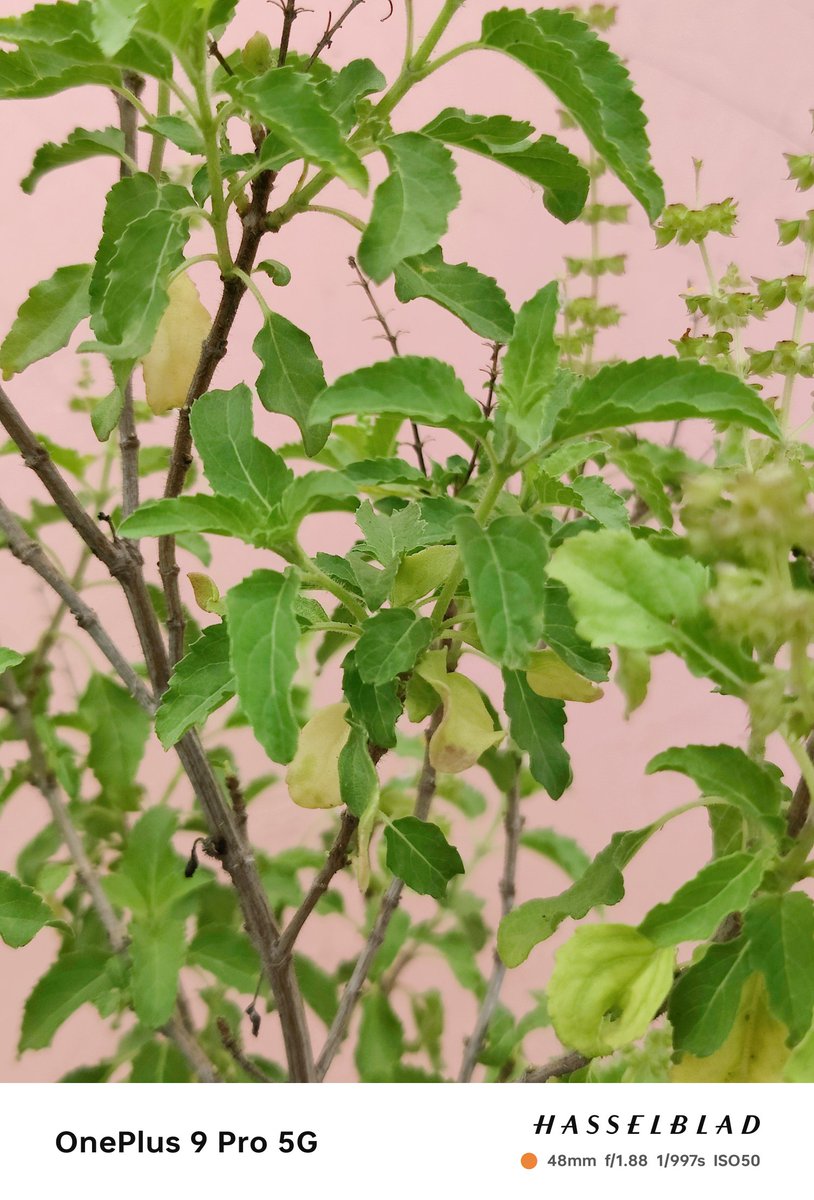 that_chand's tweet image. Which watermark style looks the best according to you? 
Both the watermark style were introduced recently in the June update for #OnePlus9Pro device.