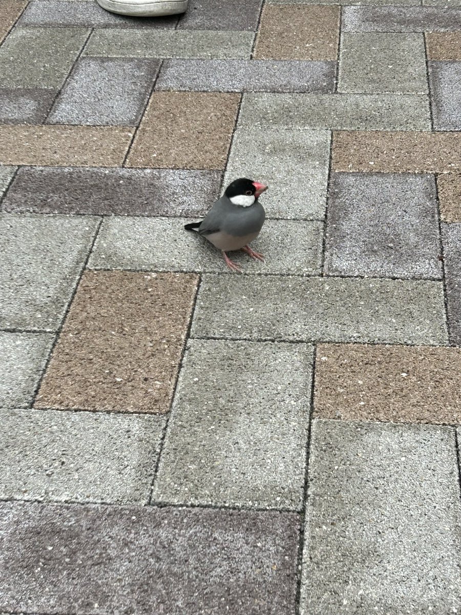 aoneko81s0ya's tweet photo. 迷子の文鳥かと
・大きさは5〜10cmほど
・左目と頭頂部に白い羽
・名古屋大学周辺で発見
本山交番に届出済みです！
#拡散希望RTご協力お願いします 
#迷子の文鳥
#迷���のペット
#文鳥 https://t.co/2Y1mUOtFbQ