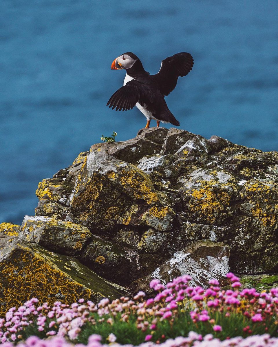 Is seeing the #Puffins on your bucket list? #Argyll &amp; the Isles is an ideal place to spot them! 

Here's a great #wildlife tour that get you to the the Isle of Staffa from Oban 👇
hubs.li/Q01WCgSj0

📸 IG ali.horne 
📍 Isle of Lunga, Treshnish Isles

#WildAboutArgyll