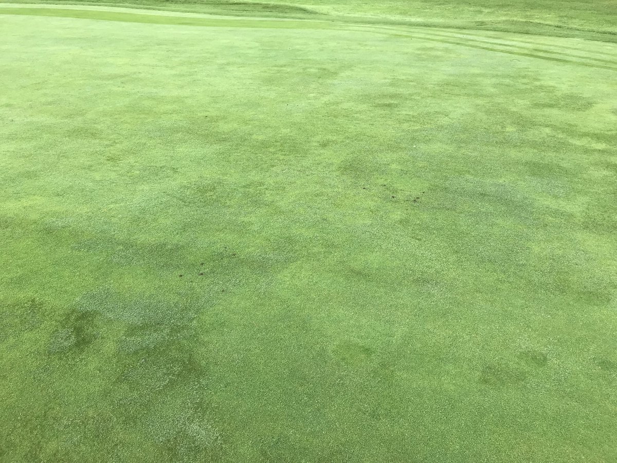 marks_sm1th's tweet photo. Amazing how many bents have come through or spread there legs in these greens and started before this years seeding program. Just a few agronomic changes like, lower N, higher blades, more rolling, No coring, the addition of fungal C/teas and data use. #turflife #cheapertoo 💪 https://t.co/8mV1BMSEyS