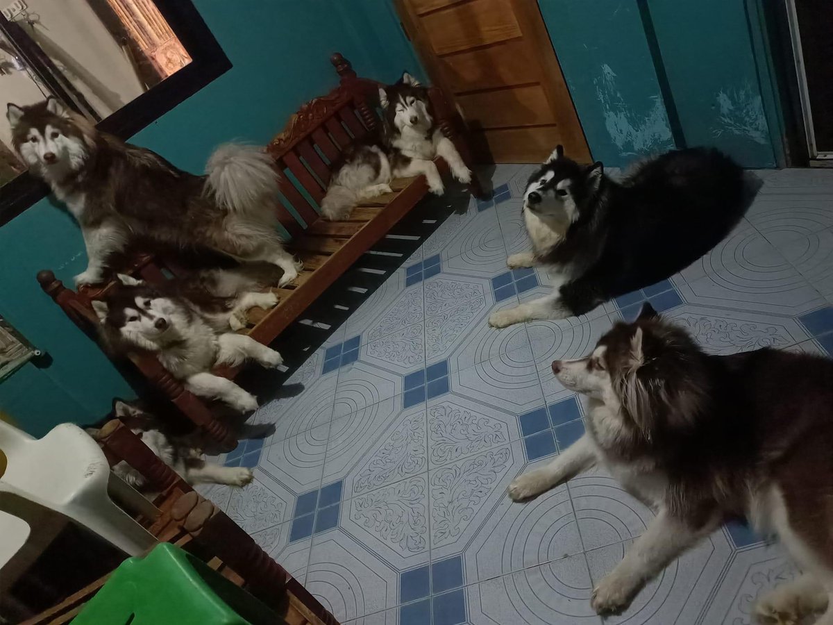 civlain28anne's tweet photo. Literally looking for a home service groomer for my fur babies. 🥹 

Our gentle giants. 😘 I miss your cuddles. 🥹 nabubugbog nyo na kasi ako. 

Loc Cabanatuan 😅 https://t.co/LBztkrXNoY