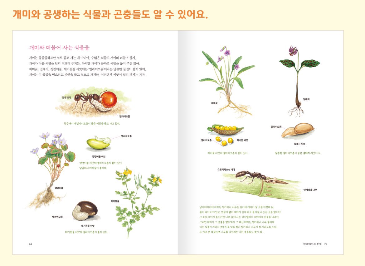 formicoid97's tweet photo. My fourth book has just been published! This enchanting picture book is tailor-made for children and showcases a captivating story about ants, accompanied by stunning, high-quality artworks. *Korean https://t.co/DuDxfuWZ6I