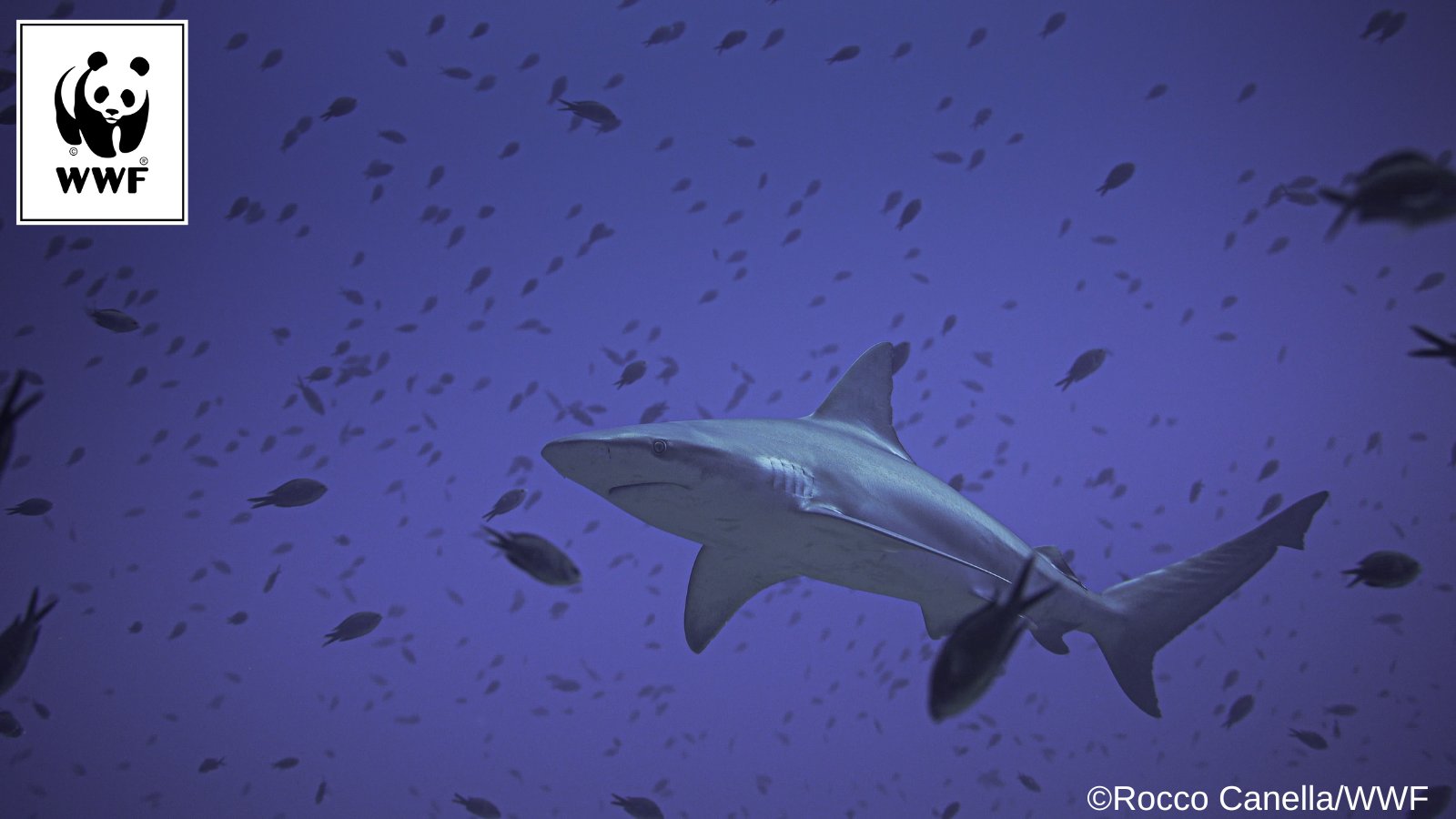 WWF Mediterranean Marine Initiative on Twitter: "Sharks & rays are