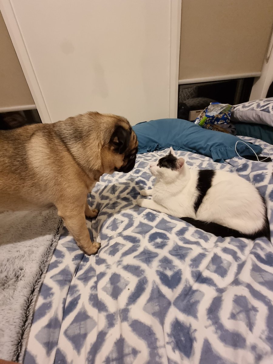 Michelle (@boohoo1972) on Twitter photo 