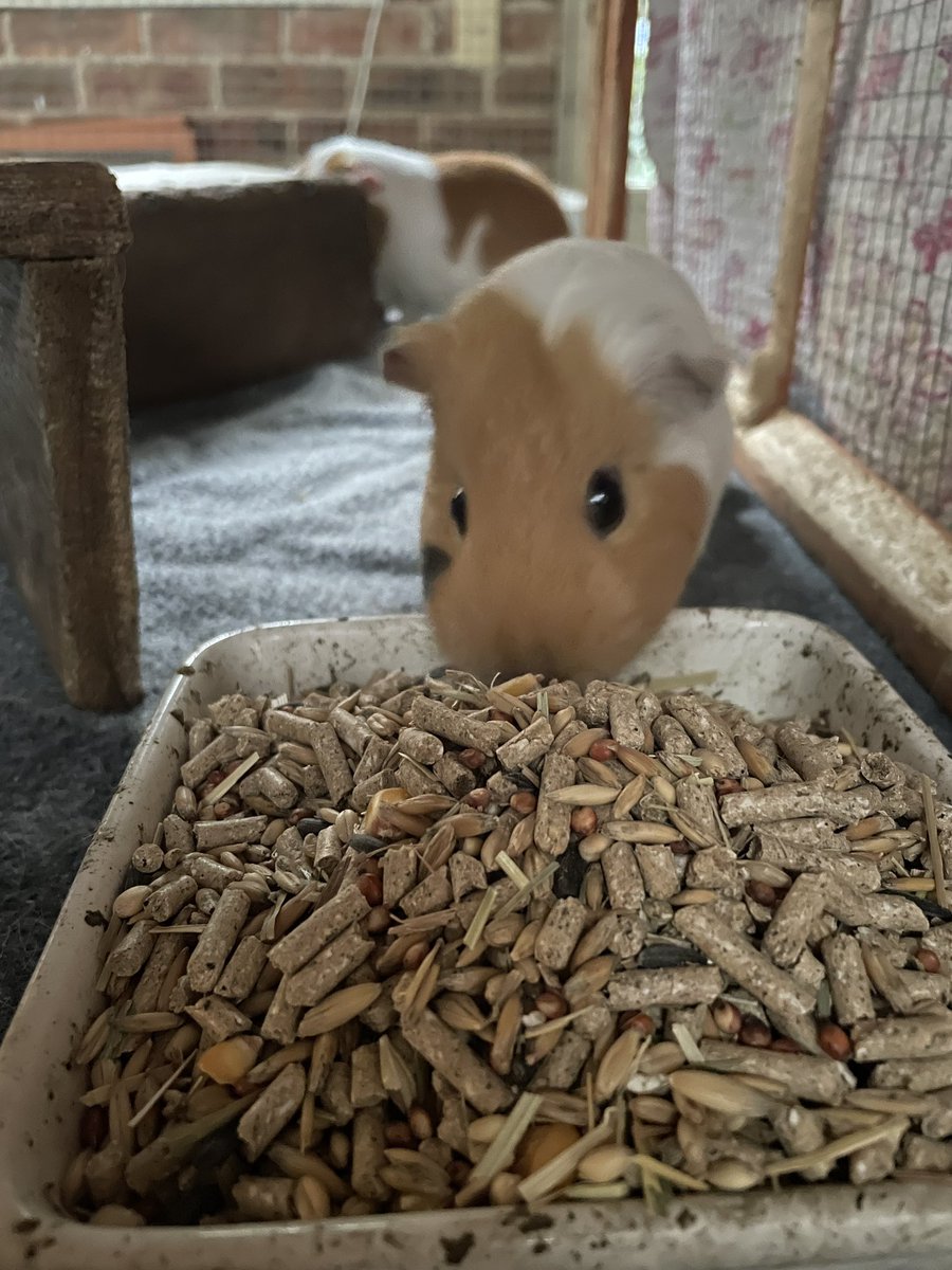 Meep Mama’s Sister tweet media