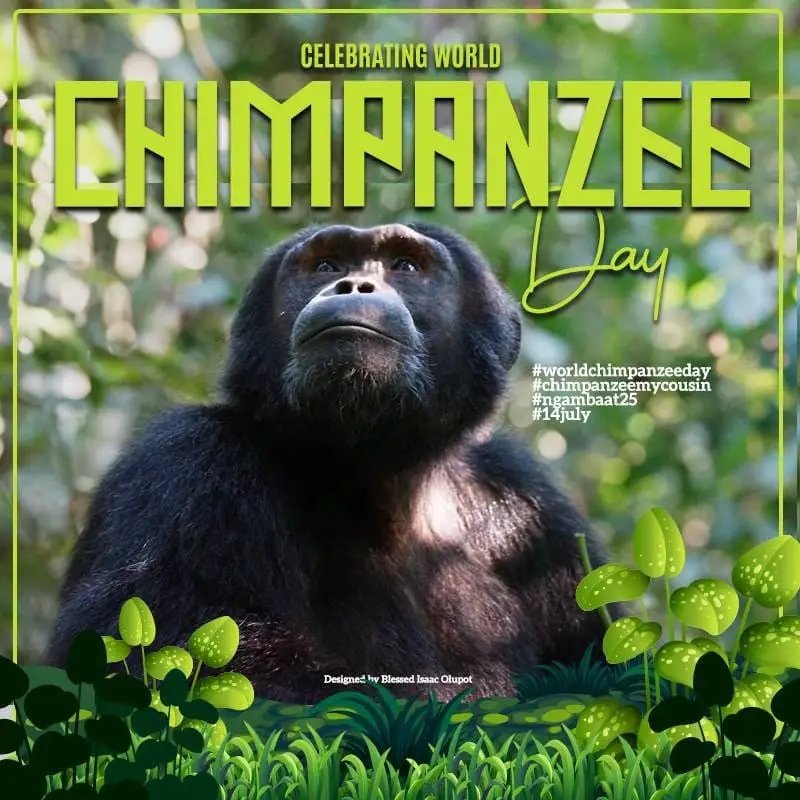 Happy World Chimpanzee day. Let us all work to ensure that chimpanzees are protected for future generations. #primate #primatelife #chimpanzee #chimpanzeesanctuary