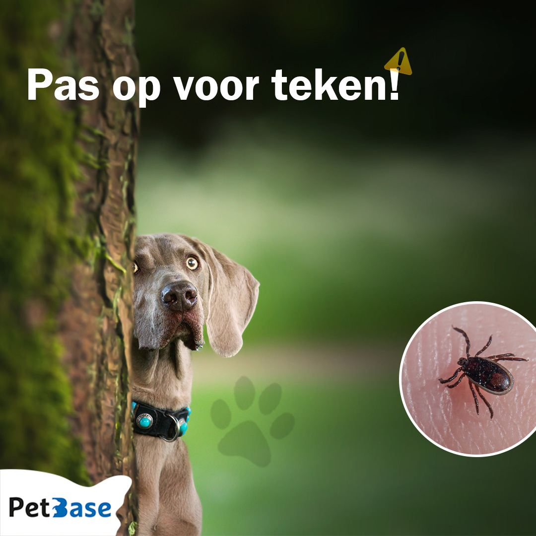 PetBase's tweet image. Bescherm je huisdier tegen teken! Controleer regelmatig op teken, vooral hoofd, oren, rug, buik, poten, oksels, liezen en staart. Verwijder teken met een tekentang en desinfecteer de beetplek. 

Meer info: petbase.eu/pas-op-voor-te…