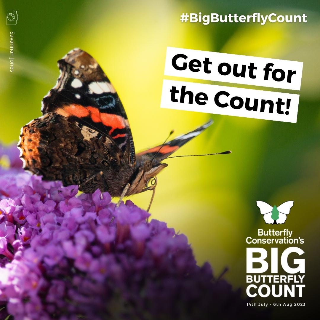 The #BigButterflyCount 2023 has officially started! 🦋 Our butterflies and moths need our help more than ever. This is why we are urging everyone to get out for the Count to help us conserve them! 💚 Get involved 👉 bigbutterflycount.org #SaveButterflies #MothsMatter