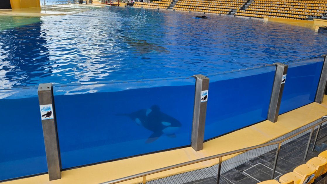 Imagine a lifetime in a barren tank, performing tricks for tourists - this is the heartbreaking reality for captive orcas 💔 #WorldOrcaDay

These wonderful creatures belong in the wild, they are #NotEntertainers.