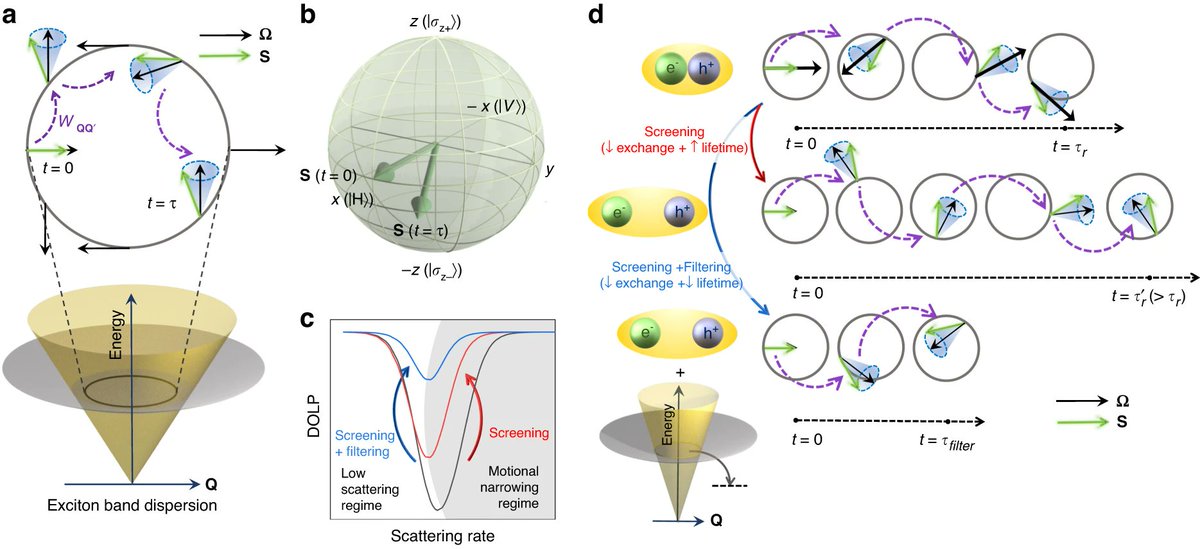 LightSciAppl's tweet image. #LSA_Highlight: [Article] Observation of ~100% valley-coherent excitons in monolayer MoS2 through giant enhancement of valley coherence time. @iiscbangalore @NAIST_MS_EN #Optical_properties_and_devices #Photonic_devices
nature.com/articles/s4137…