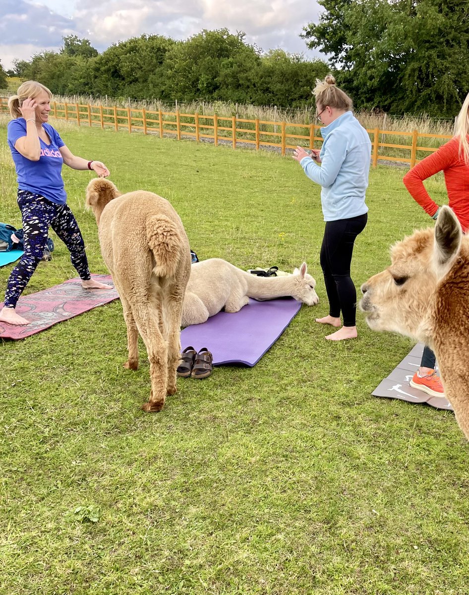 LucyColbourne4's tweet photo. Great atmosphere at our alpaca yoga last night 🦙🧘‍♀️🦙 fully booked next week but spaces available for 27/7 at the moment 💕☀️💕 message me for more info and to get booked on #tickhillalpacas #doncasterisgreat #lucycolbournesyogicubs #alpacayoga #selfcare https://t.co/8ZpjTx9I9r