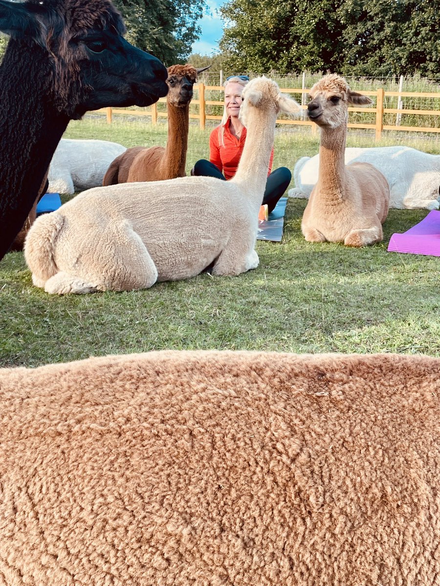 LucyColbourne4's tweet photo. Great atmosphere at our alpaca yoga last night 🦙🧘‍♀️🦙 fully booked next week but spaces available for 27/7 at the moment 💕☀️💕 message me for more info and to get booked on #tickhillalpacas #doncasterisgreat #lucycolbournesyogicubs #alpacayoga #selfcare https://t.co/8ZpjTx9I9r