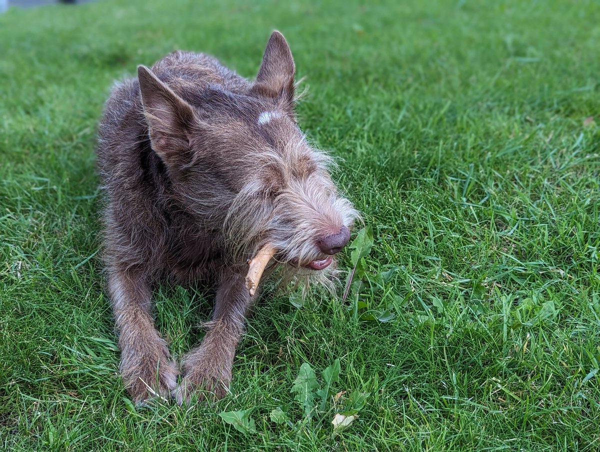 Tamas Farago (tamsa) (@tamsa42) on Twitter photo Last day of #CSF2023 Joel is still up and running! And you? <a href="/CanineForum/">Canine Science Forum</a> Last day of #CSF2023 Joel is still up and running! And you? <a href="/CanineForum/">Canine Science Forum</a>