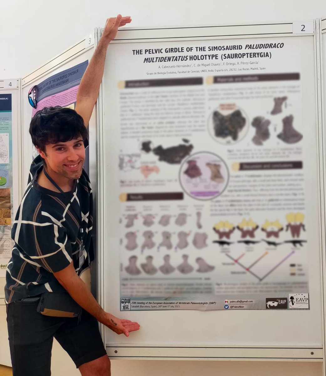 La cintura pélvica del simosáurido #Paludidraco multidentatus en el XX Annual Meeting de la <a href="/EAVPalaeo/">EAVP</a> celebrado en #Sabadell (<a href="/eavp2023/">EAVP 2023 Sabadell</a>), a cargo de A. Cabezuelo-Hernández (<a href="/PaleoAlber/">Alberto Cabezuelo Hernández</a>) et al.

▶️ godzillin.blogspot.com/2023/07/la-cin…
#Triassic #ElAtance #nothosaur #paleontology #meeting