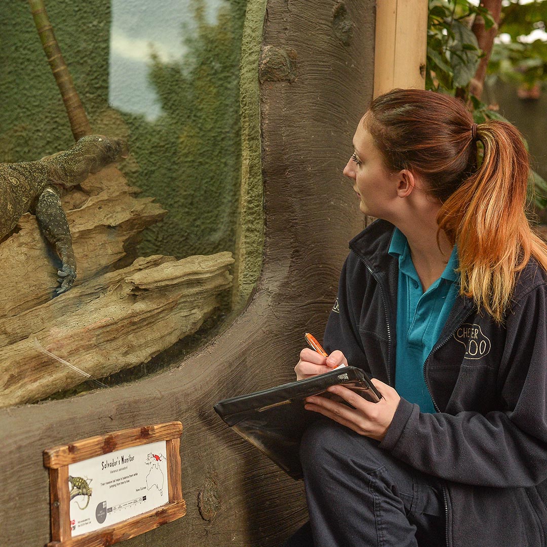 Today, we're hosting our 'Careers in Conservation' event for young people, where we'll be showcasing the variety of job roles available <a href="/chesterzoo/">Chester Zoo</a>

It's not just about zoo-keeping! There are 100's of different &amp; varied career paths here

Check them out👇
chesterzoo.org/schools/resour…