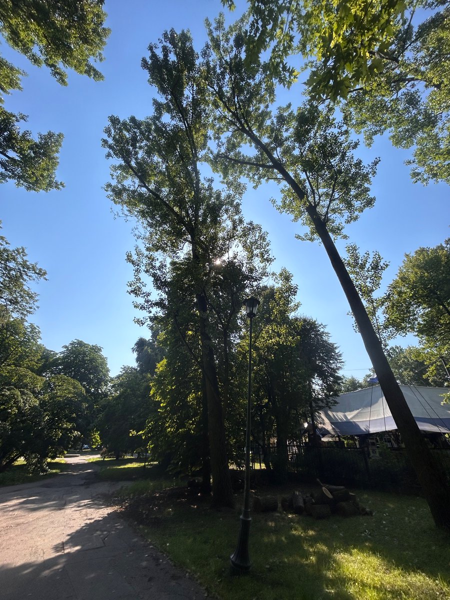 BMikolajewska's tweet photo. W parku na tyłach Senatu wycięto już np. klon z pniem o metrowym promieniu - całkowicie zdrowym. Bo wcześniej, w trakcie wichury stracił dużą gałąź. Teraz do wycinki oznaczono kilka topoli - bo są pochyłe 😰 https://t.co/eYwHU78E93